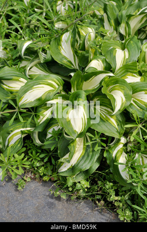 Wegerich Lily (Hosta undulata 'univittata') Stockfoto