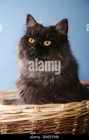 Deutsch Langhaar / deutsche Angora Stockfoto