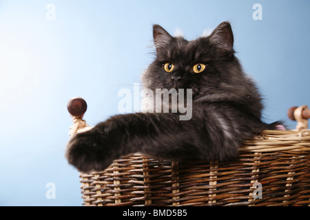 Deutsch Langhaar / deutsche Angora Stockfoto