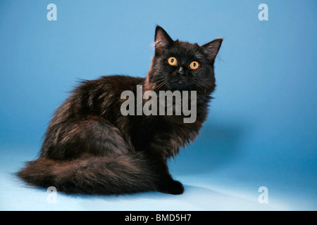 Deutsch Langhaar / deutsche Angora Stockfoto