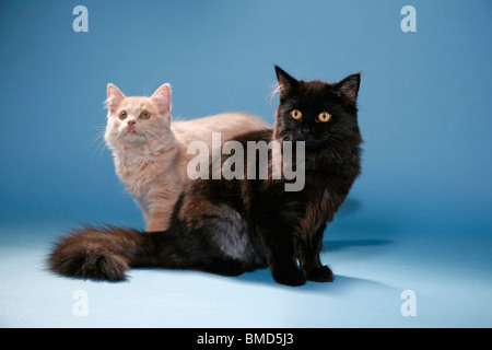 Deutsch Langhaar / deutsche Angora Stockfoto