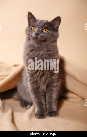 Deutsch Langhaar / deutsche Angora Stockfoto