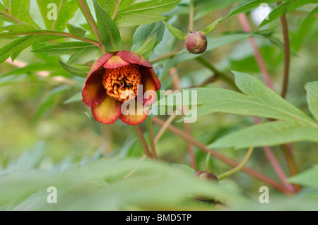 Der delavay Baum Pfingstrose (Paeonia dunkelrot) Stockfoto