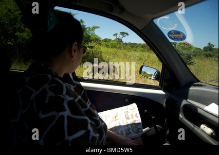 Warzenschwein. Wildbeobachtung von einem Auto auf der Hluhluwe Umfolozi game Reserve. Nördlichen KwaZulu Natal, Südafrika Stockfoto