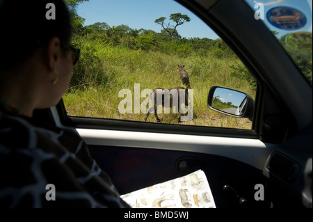 Warzenschwein. Wildbeobachtung von einem Auto auf der Hluhluwe Umfolozi game Reserve. Nördlichen KwaZulu Natal, Südafrika Stockfoto