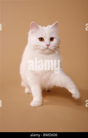 Deutsch Langhaar / deutsche Angora Stockfoto