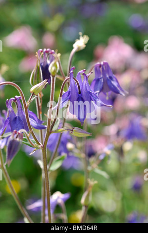 Europäische Akelei (Aquilegia vulgaris) Stockfoto