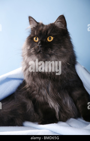 Deutsch Langhaar / deutsche Angora Stockfoto