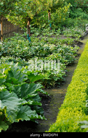 Garten rhubarbs (Rheum rhabarbarum Syn. rheum undulatum) und Garten Erdbeerpflanzen (Fragaria x ananassa) Stockfoto