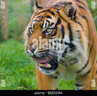 Sumatra-Tiger hautnah starrte in die Ferne und Gähnen Stockfoto