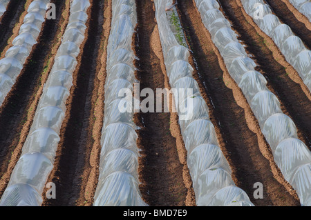 Kommerzielle Polyäthylen Tunnel Cloches, Herefordshire, England, UK Stockfoto