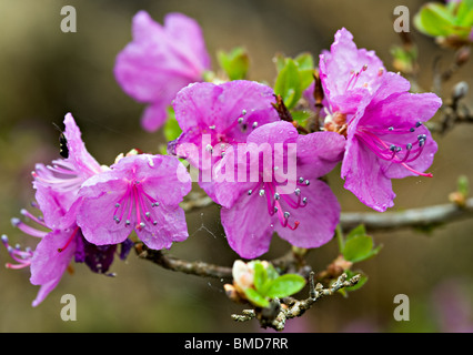 Nahaufnahme des Rhododendron Mucronulatum Blumen in Bergen Arboretum Norwegen Stockfoto