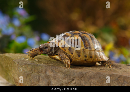 Griechische Schildkröte / (Testudo Hermanni Boettgeri) Stockfoto