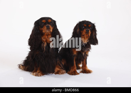 Cavalier King Charles Spaniel, neben, mit jungen, 8 Monate Stockfoto