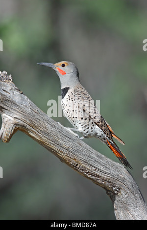 Nördlichen Flimmern Männchen Stockfoto