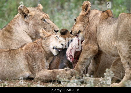 Löwen, Panthera Leo, auf Gnus töten, Krüger Nationalpark, Südafrika Stockfoto