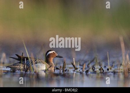 Männliche Garganey (Anas Querquedula) am kleinen See schwimmen. Frühjahr 2010, Estland Stockfoto