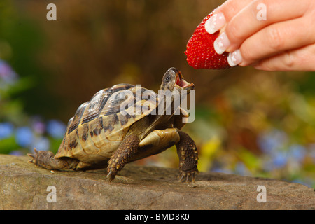 Griechische Schildkröte / (Testudo Hermanni Boettgeri) Stockfoto