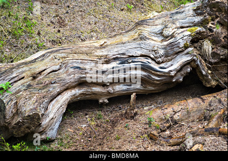 Eine gemusterte Fäulnis Baumstamm im Arboretum in Bergen Norwegen Stockfoto