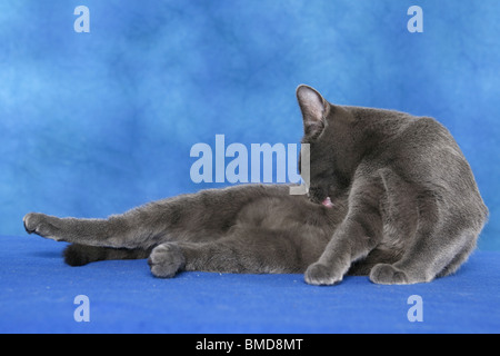 Sitsch Putzende Katze / Katze Reinigung Stockfoto