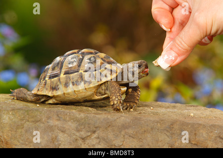 Griechische Schildkröte / (Testudo Hermanni Boettgeri) Stockfoto