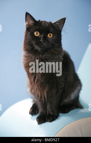 Deutsch Langhaar / deutsche Angora Stockfoto