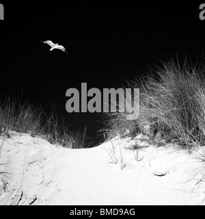 Möwen fliegen über eine Sanddüne in Südwales in schwarz / weiß Stockfoto