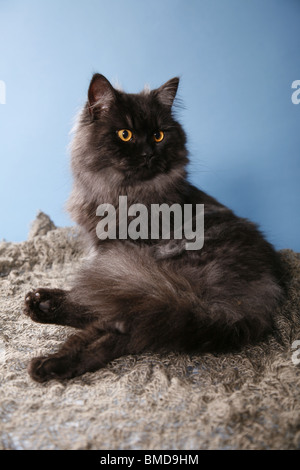 Deutsch Langhaar / deutsche Angora Stockfoto