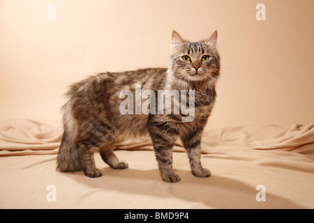 Deutsch Langhaar / deutsche Angora Stockfoto