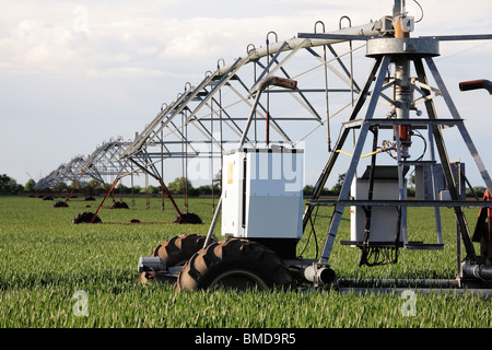 Bewässerung-Sprayer in einem Maisfeld im Mai Stockfoto