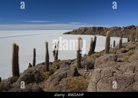Isla de Los Pescadores, salar de Uyuni, Bolivien Stockfoto