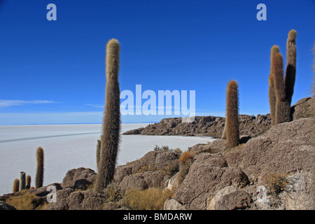 Isla de Los Pescadores, salar de Uyuni, Bolivien Stockfoto