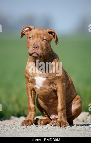 American Pit Bull Terrier Welpe / Welpen Stockfoto