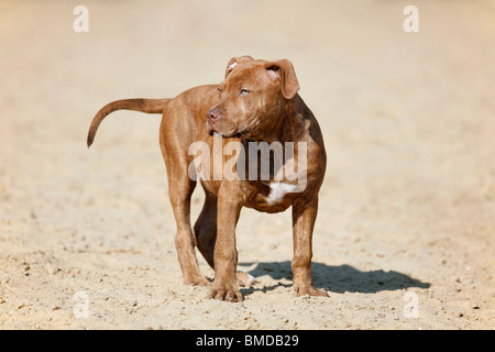 American Pit Bull Terrier Welpe / Welpen Stockfoto