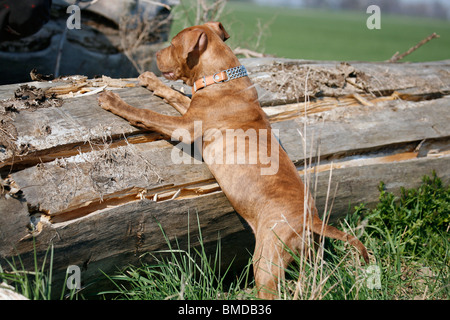 American Pit Bull Terrier Welpe / Welpen Stockfoto