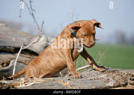 American Pit Bull Terrier Welpe / Welpen Stockfoto