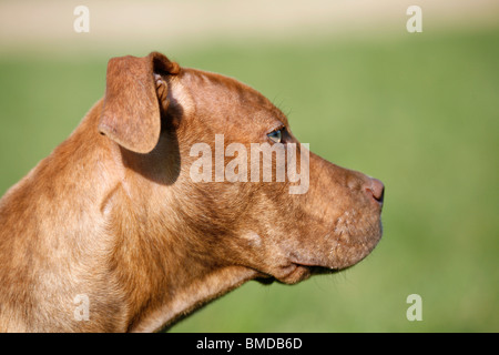 American Pit Bull Terrier Welpe / Welpen Stockfoto