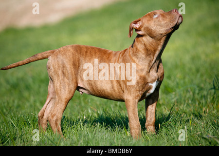 American Pit Bull Terrier Welpe / Welpen Stockfoto