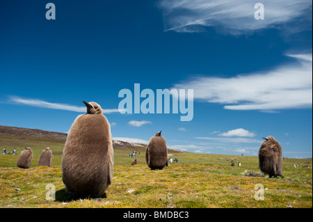 Königspinguin, Königspinguin, Aptenodytes Patagonicus Küken warten auf die Eltern, Falkland Inseln Volunteer Point zurückzukehren Stockfoto