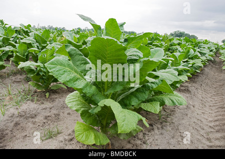 Nahaufnahme der Tabakpflanze in Tabak Feld Alachua Florida Stockfoto