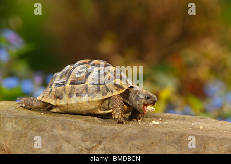 Griechische Schildkröte / (Testudo Hermanni Boettgeri) Stockfoto