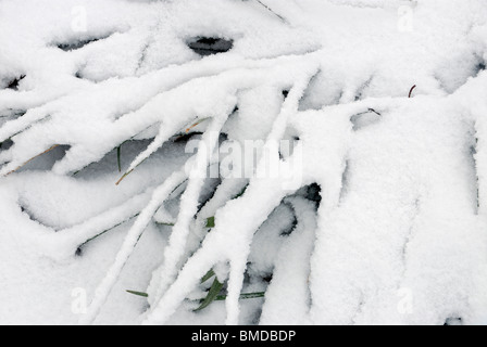 Affen Rasen mit frischem Schnee bedeckt, Georgia, USA Stockfoto