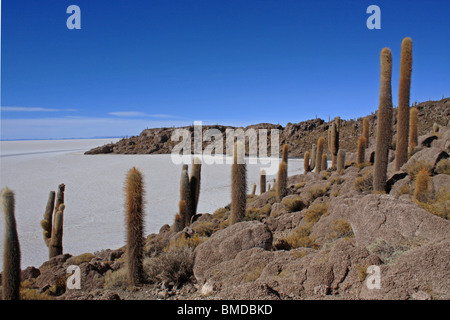 Isla de Los Pescadores, salar de Uyuni, Bolivien Stockfoto