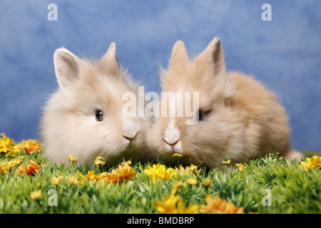 Löwenmähnenzwerge / Pygmäen Bunnys Stockfoto