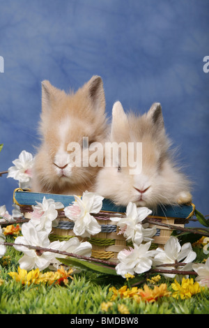 Löwenmähnenzwerge / Pygmäen Bunnys Stockfoto