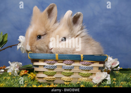 Löwenmähnenzwerge / Pygmäen Bunnys Stockfoto