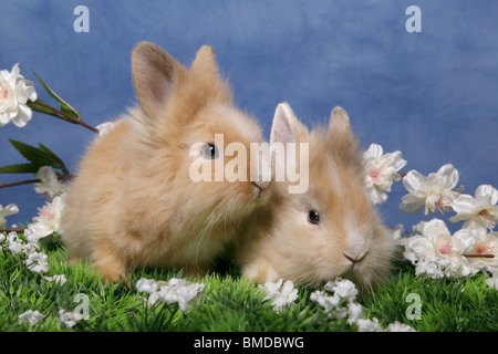 Löwenmähnenzwerge / Pygmäen Bunnys Stockfoto