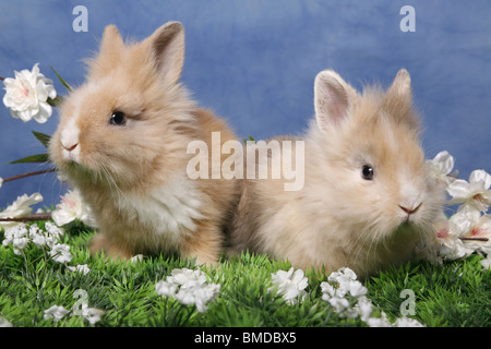 Löwenmähnenzwerge / Pygmäen Bunnys Stockfoto