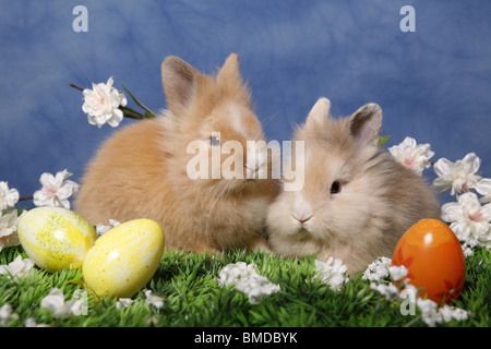 Löwenmähnenzwerge / Pygmäen Bunnys Stockfoto