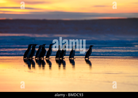 Magellan-Pinguin, Magellanic Penguin, Spheniscus Magellanicus, Gruppe freiwilliger Beach, Falkland-Inseln Stockfoto